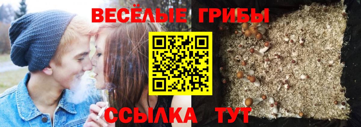 Галлюциногенные грибы прущие грибы  Псилоцибиновые грибы Psilocybe  Вход с VPN  Кумертау 